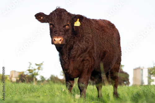 Lincoln Red Heifer Standing on Green Pasture Looking at Camera