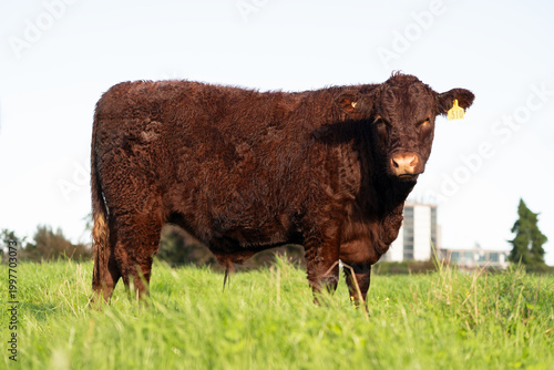 Lincoln Red Cow Standing on Green Pasture on farm