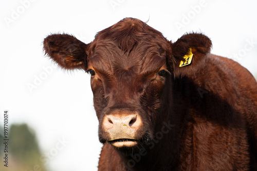 Lincoln Red Cow Face On Close Up Portrait Against White Sky