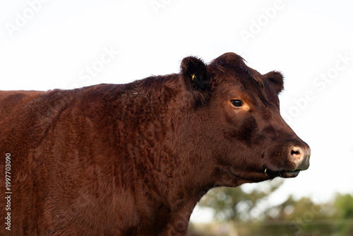 Lincoln Red Cow Close Up Portrait Against White Sky