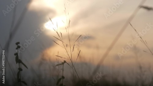 Silhouette view of wild grass with sunset background