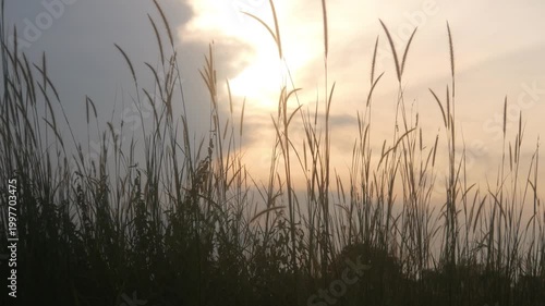 Silhouette view of wild grass with sunset background