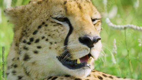 Extreme close up of an African Cheetah face resting in Savanah of South Africa.