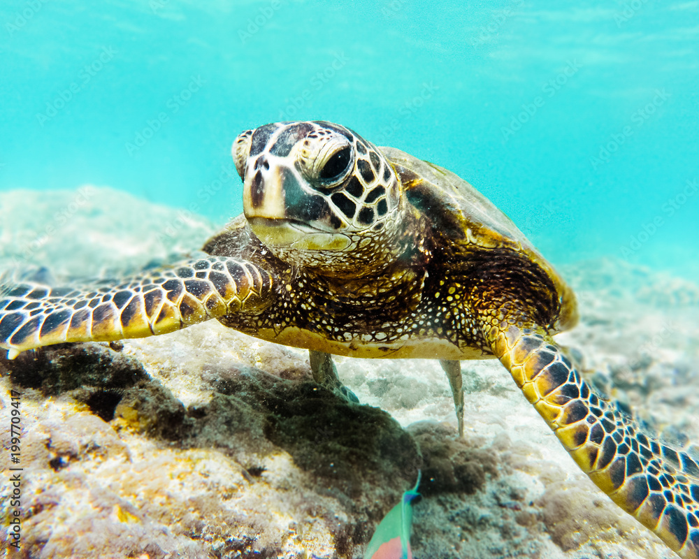 Obraz premium Sea turtle swimming underwater over coral reef in clear pacific ocean