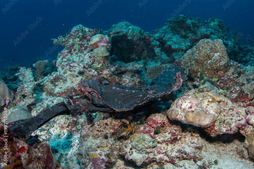 Fototapeta premium Close-up of black plastic bag tangled over coral reef damaging tropical corals in Maldives underwater scene