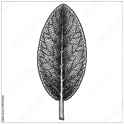Detailed illustration of a leaf skeleton.