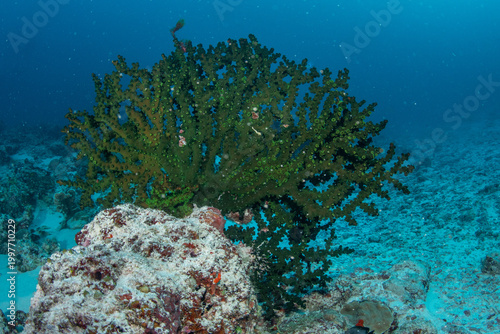 Close view of green cup coral growing over healthy Maldives coral reef