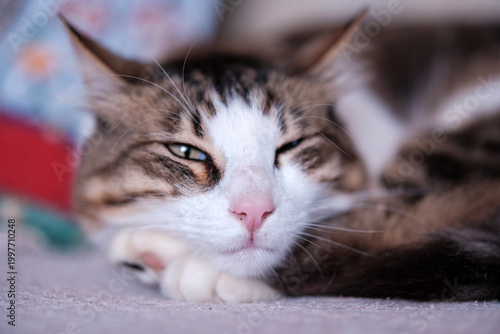 Εκτύπωση καμβά Adorable lazy domestic cat winking playfully with one eye closed while resting c