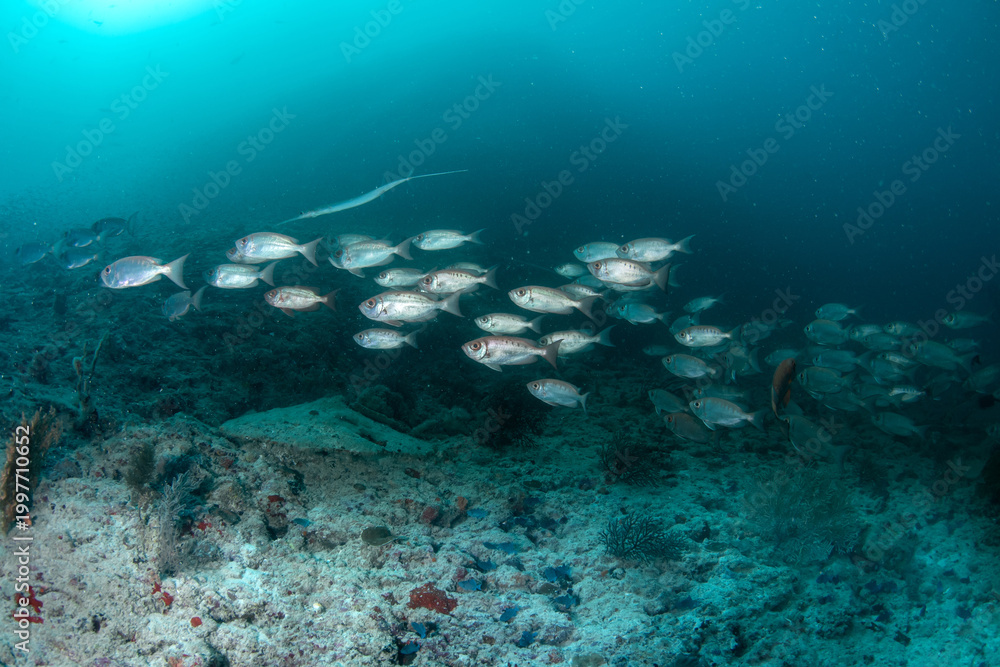 Obraz premium Wide School of Priacanthus hamrur Along Maldives Reef Bottom