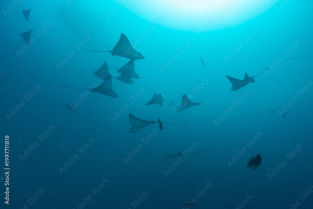 Obraz premium School of Spotted Eagle Rays Swimming in Blue Ocean Waters in Maldives