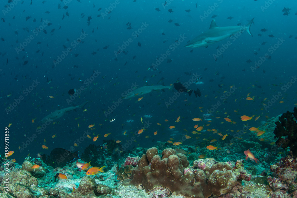 Obraz premium Whitetip and Silvertip Reef Sharks Over Vibrant Maldivian Reef Slope with Fish Schools