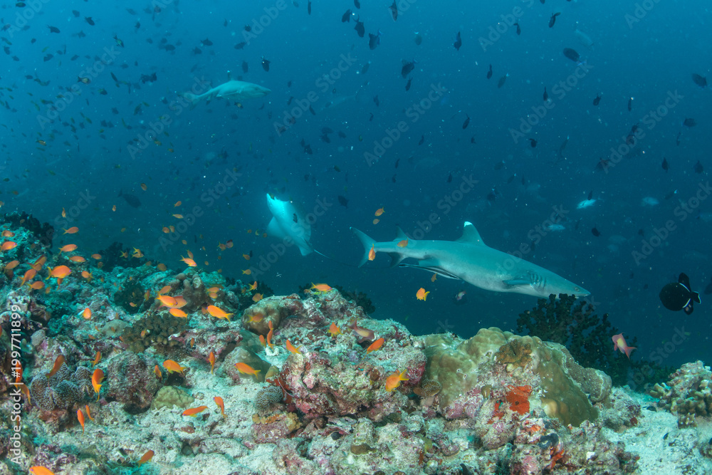 Obraz premium Whitetip reef shark near coral reef drop-off with eagle ray and sharks in background in Maldives underwater scene