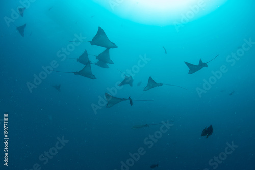 School of Spotted Eagle Rays Swimming in Blue Ocean Waters in Maldives
