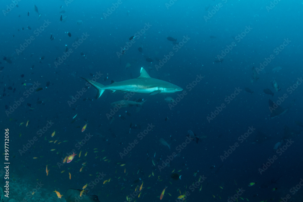 Naklejka premium Silvertip shark close-up on reef slope with eagle rays and whitetip reef shark in Maldives
