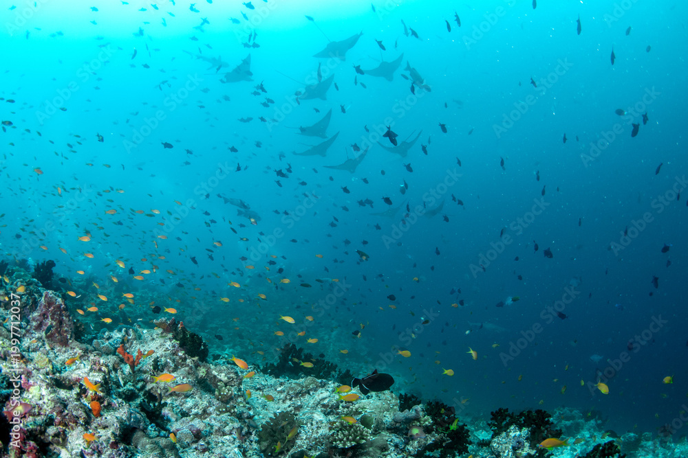Obraz premium Colorful coral reef at drop-off with silhouetted eagle rays passing above in Maldives