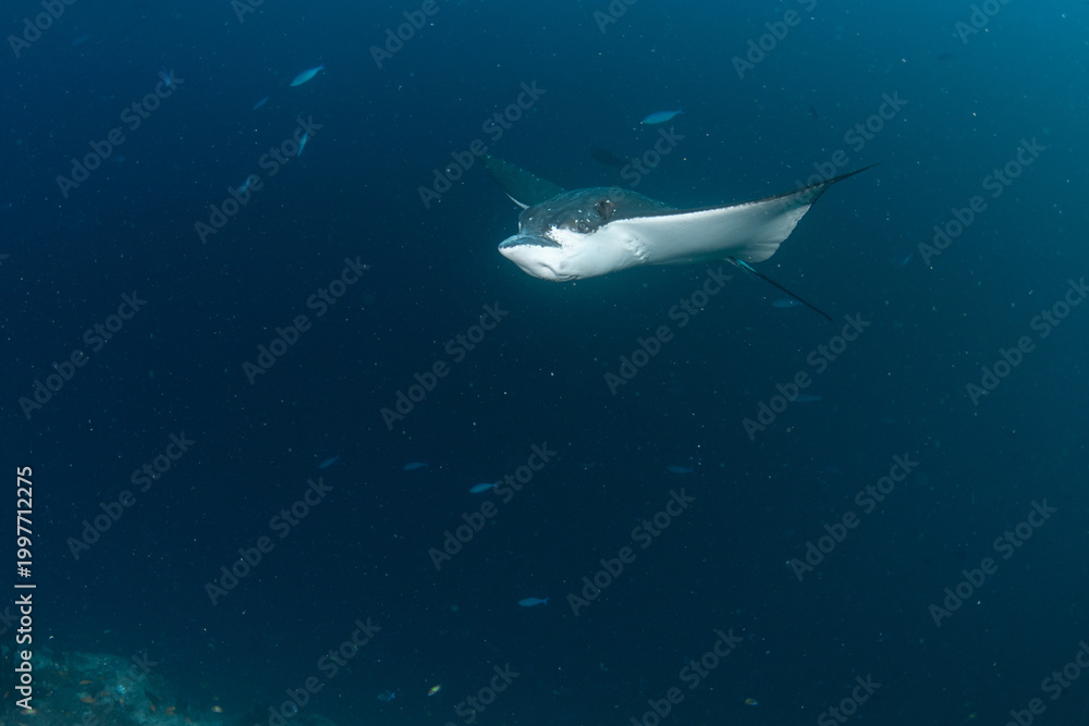 Fototapeta premium Spotted eagle ray front view swimming in Maldives coral reef waters
