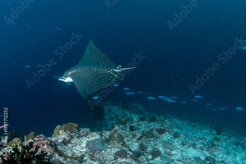 Photos Spotted eagle ray gliding through Maldives reef with dramatic angle perspective