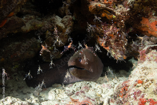 Photography Giant moray eel face close-up with cleaning shrimp on reef wall in Maldives