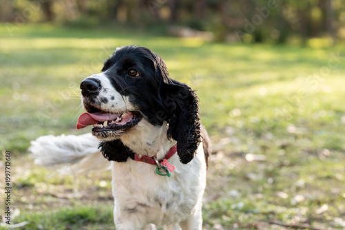 Fotografía black and white cocker spaniel portrait