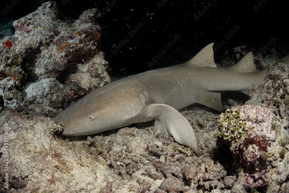 Fototapeta premium Nurse shark resting near sandy seabed night dive Maldives close bottom