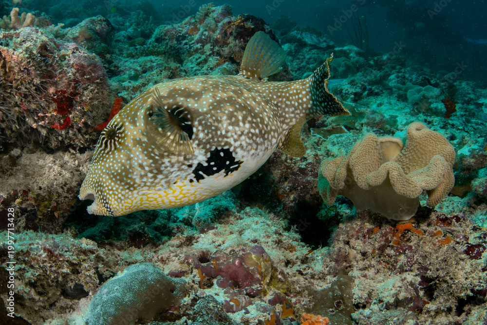 Fototapeta premium Map pufferfish searching for food over coral reef in Maldives tropical waters