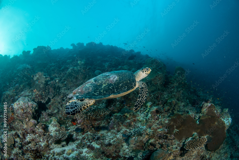 Naklejka premium Upward view hawksbill turtle swimming over reef with strong sunlight Maldives underwater