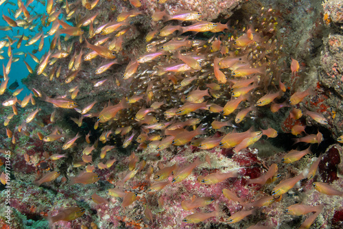 Photos Dense school of golden sweepers hiding under coral reef overhang in Maldives clo