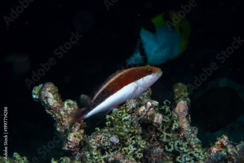 Freckled hawkfish (Paracirrhites forsteri) macro close-up on coral reef in Maldives