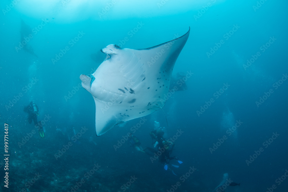 Fototapeta premium Divers and manta ray swimming over reef in deep blue Maldives ocean