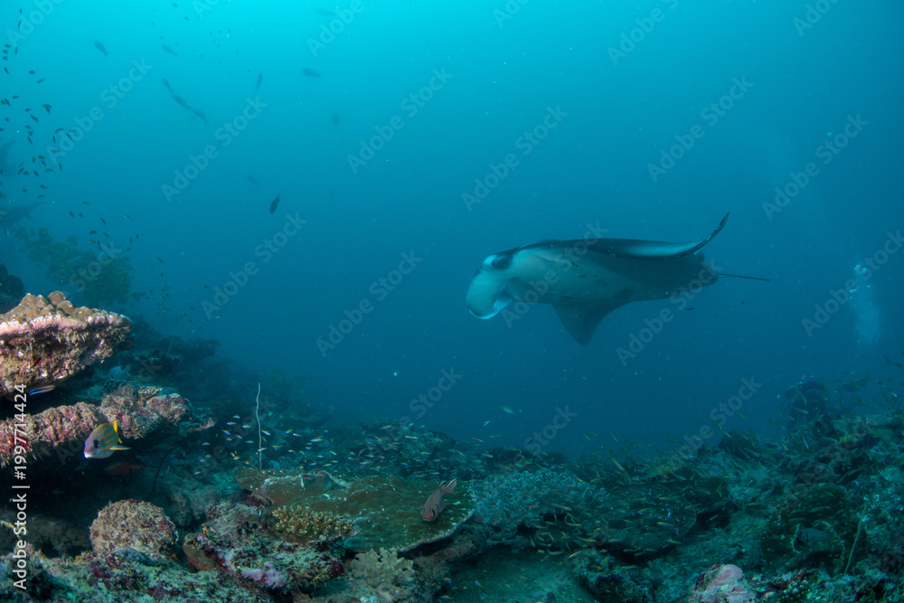 Fototapeta premium Close manta ray passing near coral reef Maldives underwater