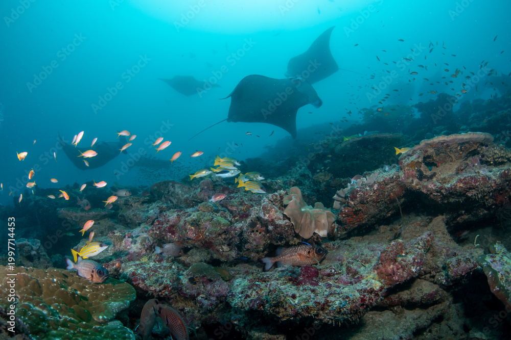 Fototapeta premium Group of manta rays gathering above cleaning station in Maldives reef waters