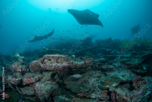 Manta Rays Circling Coral Reef Cleaning Station in Maldives