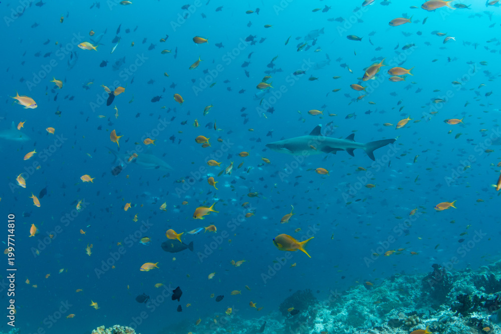 Obraz premium Reef sharks in coral reef with massive school of red fish Maldives underwater