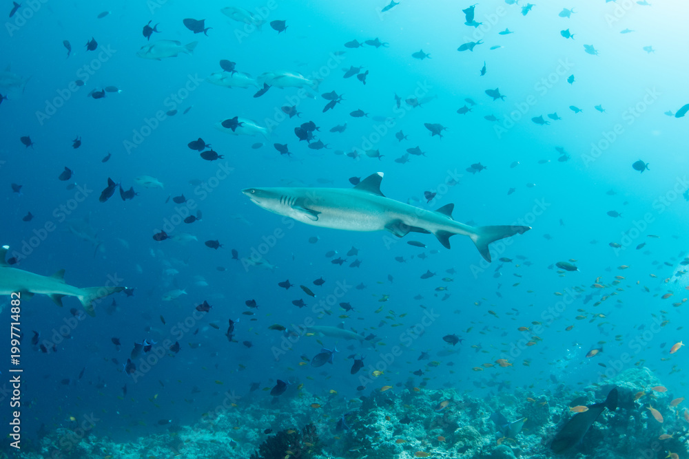 Naklejka premium Whitetip reef shark patrolling reef drop-off with scattered reef fish Maldives