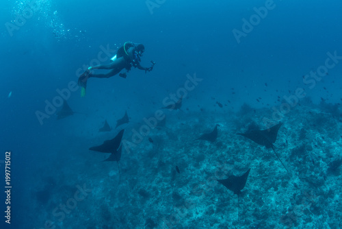 Spotted eagle rays with scuba diver in Maldives blue water