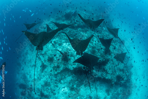 Large group of spotted eagle rays over Maldives reef, top-down view