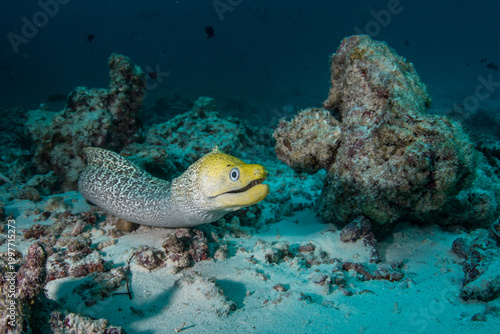 Undulated moray eel fully outside reef den on coral reef in the Maldives