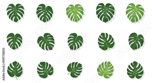 A collection of vibrant monstera deliciosa leaves displaying natural variations in shape and color