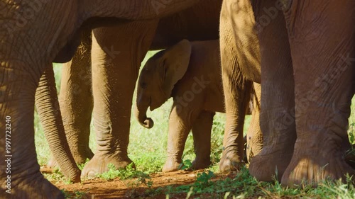 Close up of elephant family with a newborn baby elephant in South Africa.