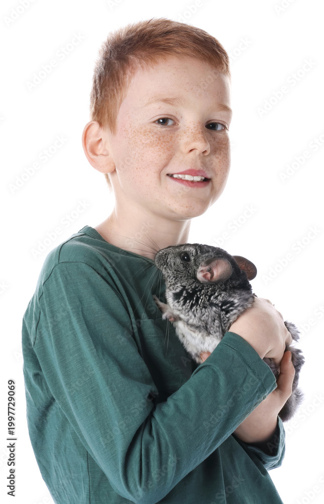 Obraz premium Child with his cute chinchilla on white background