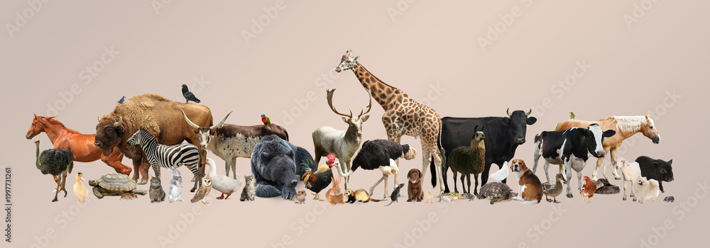 Fototapeta premium Group of different animals on beige pink background