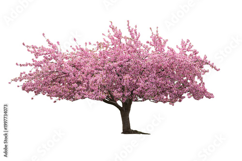 An isolated Cherry Blossom tree on a transparent background.
