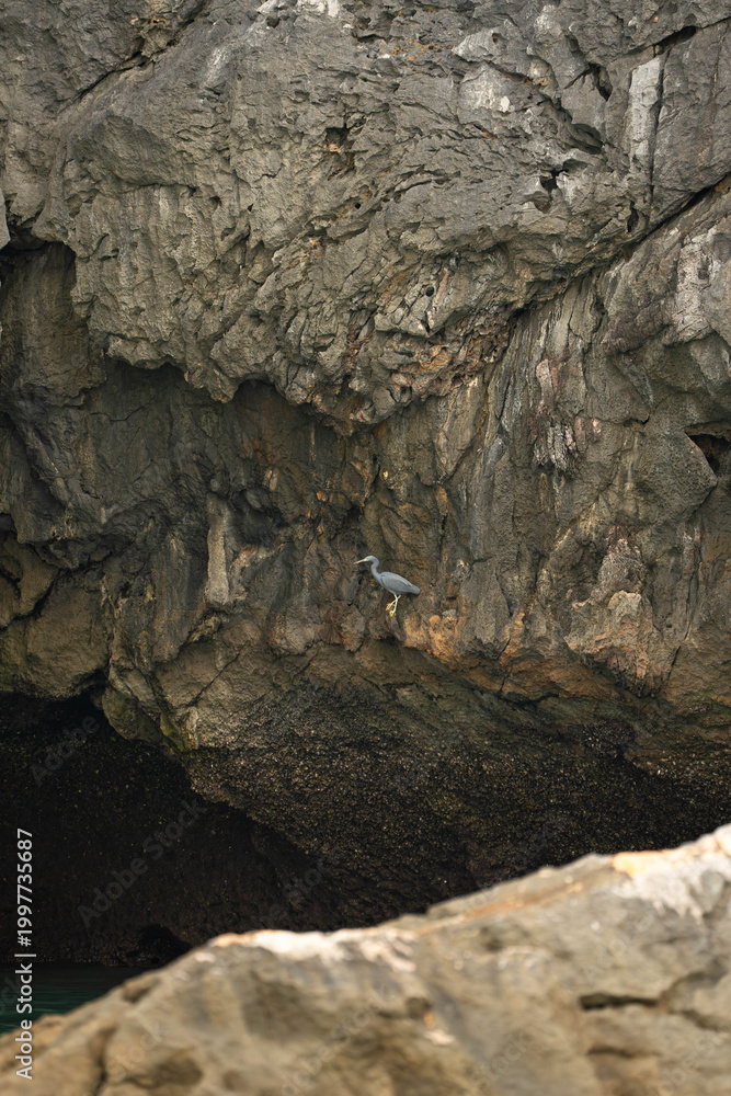 Obraz premium a Pacific Reef Heron perched on a limestone cliff