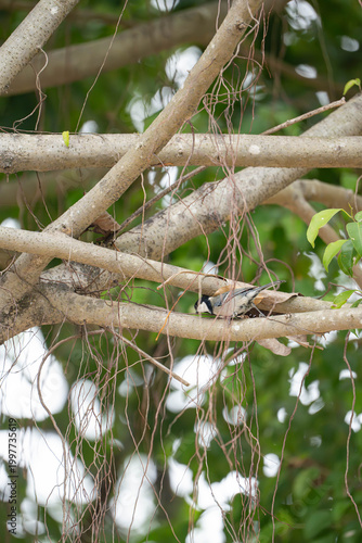 A close-up shot of a Cinereous Tit also known as the Asian Tit, perched on a thick branch of a tropical tree featuring long, hanging aerial roots