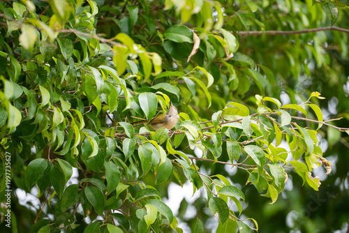 A vibrant shot of a Common Tailorbird perched on a thin branch amidst dense, bright green leaves
