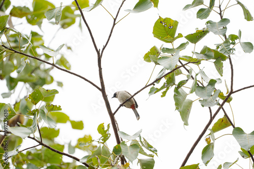 A high-angle, bright shot of a Sooty-headed Bulbul perched on a slender branch amidst lush green leaves
