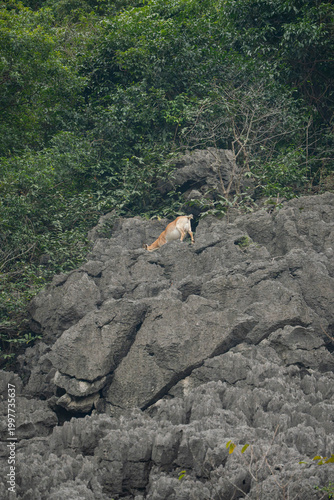 a wild deer standing precariously on a steep, jagged limestone rock face