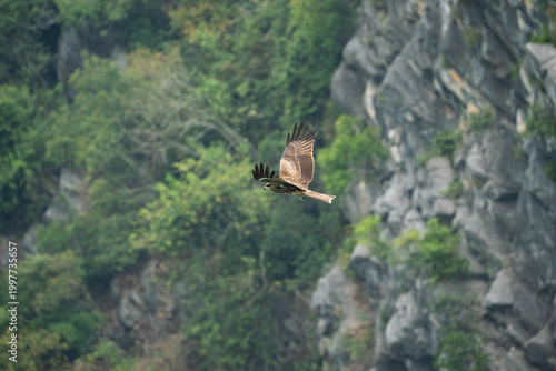 a Black Kite in majestic flight against a backdrop of lush green foliage and rugged, grey limestone cliffs