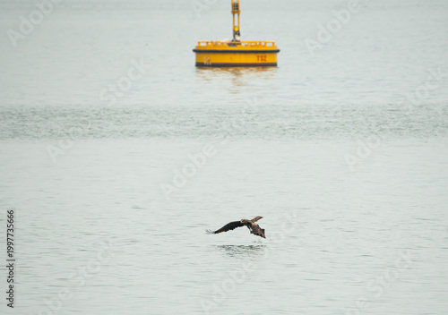 a Black Kite in mid-flight, gliding inches above the tranquil, silvery-grey waters of a bay ready to catch its prey