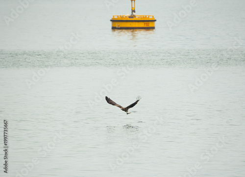 a Black Kite in mid-flight, gliding inches above the tranquil, silvery-grey waters of a bay ready to catch its prey